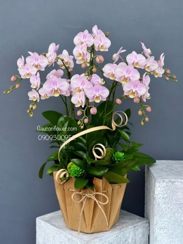 Chậu Lan Hồ Điệp Mini 6 Cành