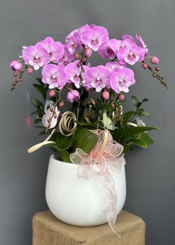 Chậu Lan Hồ Điệp Hồng