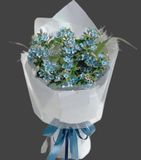 Hoa Sao Xanh | Blue Star