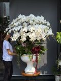 Chậu lan hồ điệp trắng 30 cành – chậu ly composite decor sen đá G36
