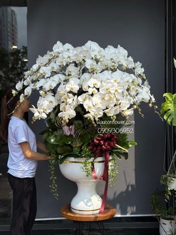 Chậu lan hồ điệp trắng 30 cành – chậu ly composite decor sen đá G36