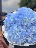 Bó cẩm tú cầu xanh | Blue Hydrangea Cloud G105