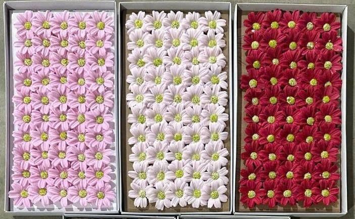  Hoa sáp cúc nhí cánh tim 