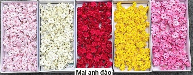  Hoa sáp mai anh đào 