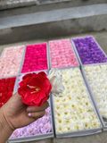  Hoa sáp thủy tiên 