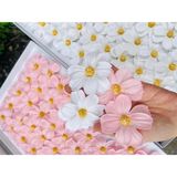  Hoa sáp cụm cúc cánh tim 