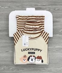 KS1681 - SET BỘ CÚN LUCKY PUPPY VIỀN BÈO (KEM SỌC NÂU)