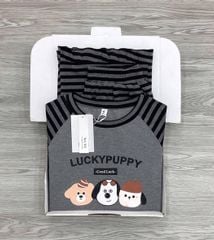 KS1680 - SET BỘ CÚN LUCKY PUPPY VIỀN BÈO (XÁM SỌC ĐEN)