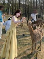 TB8715 ĐẦM VÀNG SÁT NÁCH + TÚI