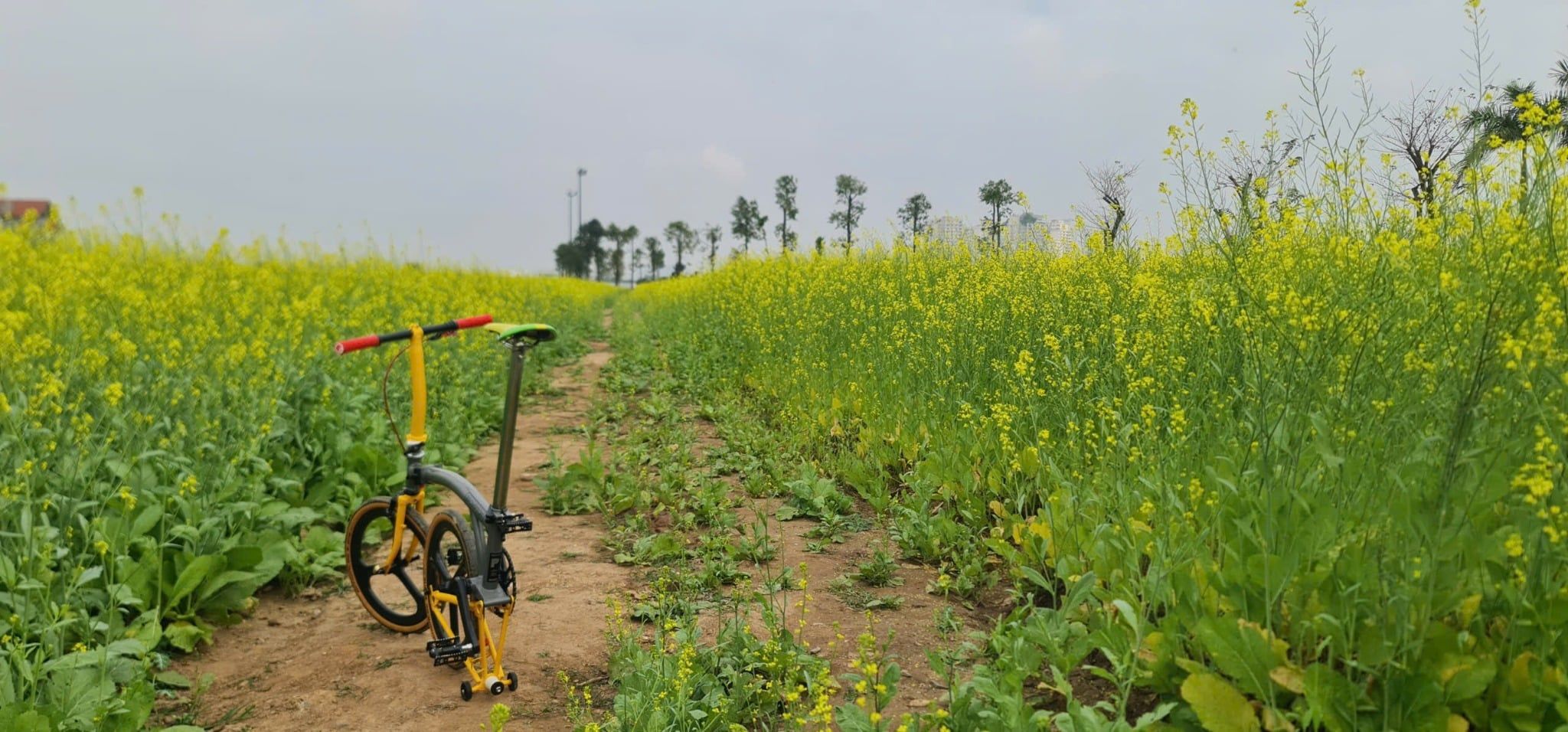  Brompton limited P line 