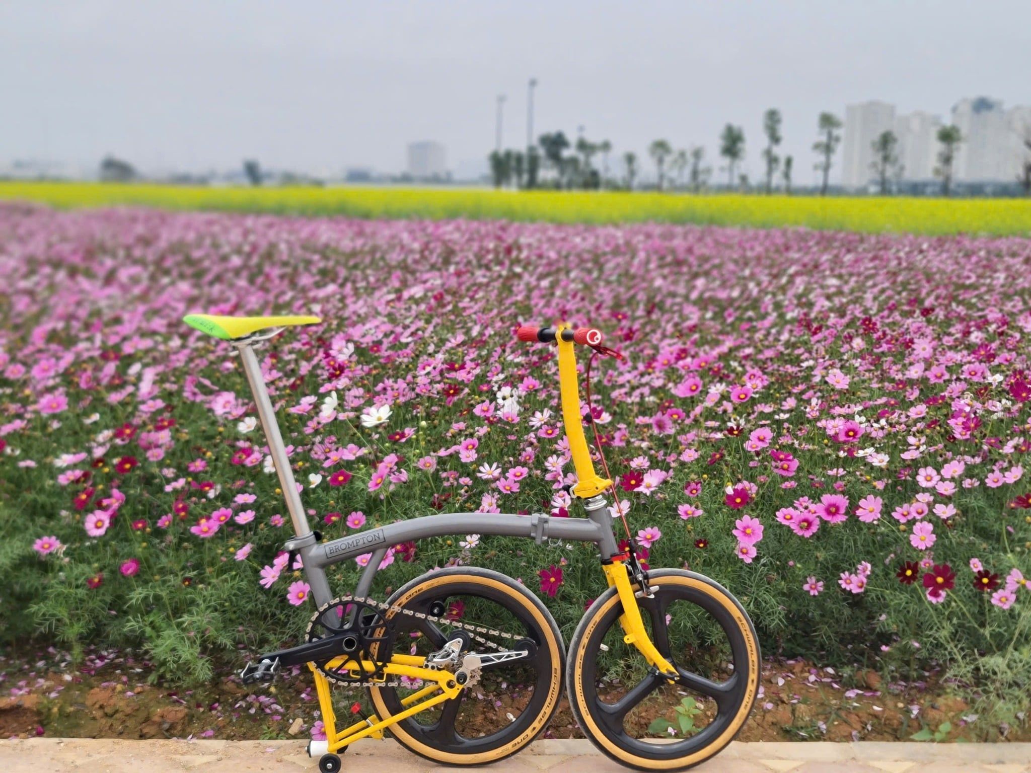  Brompton limited P line 