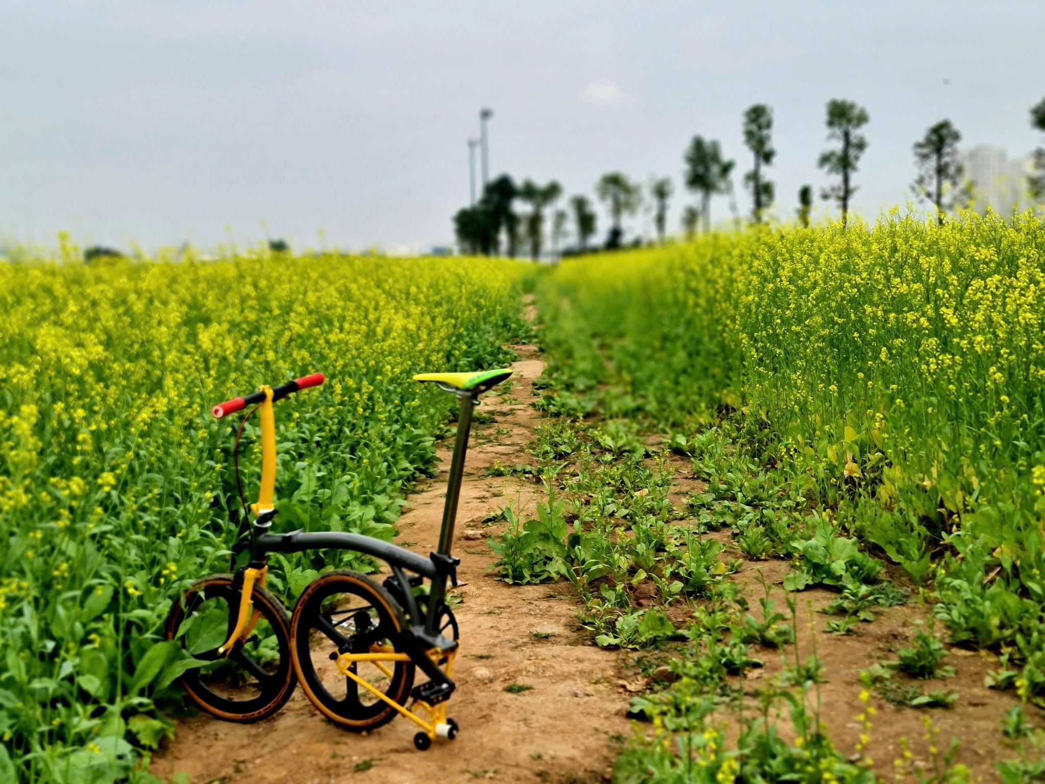  Brompton limited P line 