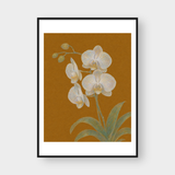  WHITE ORCHID 
