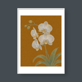  WHITE ORCHID 