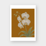 WHITE ORCHID 