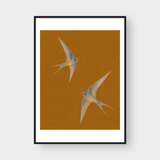  SWALLOWS 
