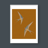  SWALLOWS 