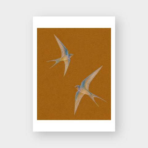  SWALLOWS 