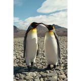  Phim âm bản màu chuyên nghiệp Kodak Ektar 100 