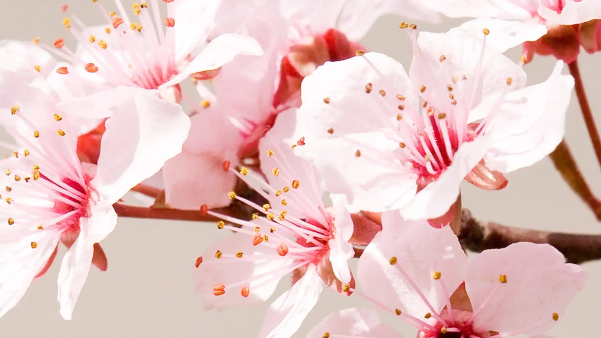 Nước Hoa Kẹp Cửa Gió Ô Tô Areon Car Lux Spring Bouquet Hương Hoa Nhài