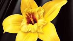 Nến Thơm Phòng Areon Home Premium Vanilla Black Hương Vani