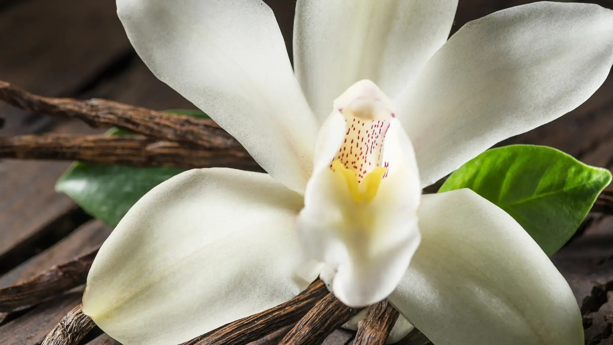 Cảm hứng mùi hương Vanilla của Areon Ken Vanilla – ảnh chính hãng Areon