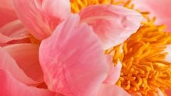 Lá Thơm Ô Tô Areon Premium Peony Blossom Hương Hoa Mẫu Đơn