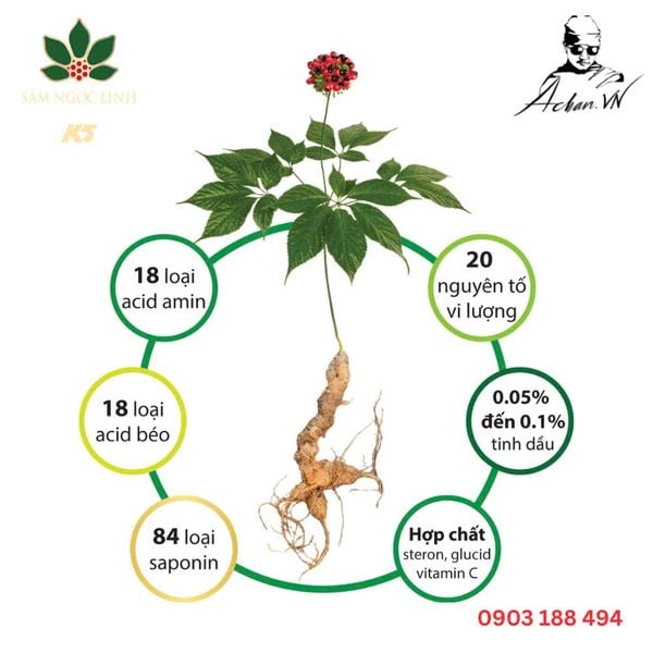  Sâm ngọc linh 160gr(Củ/ngâm mật ong rừng/ngâm tửu) 