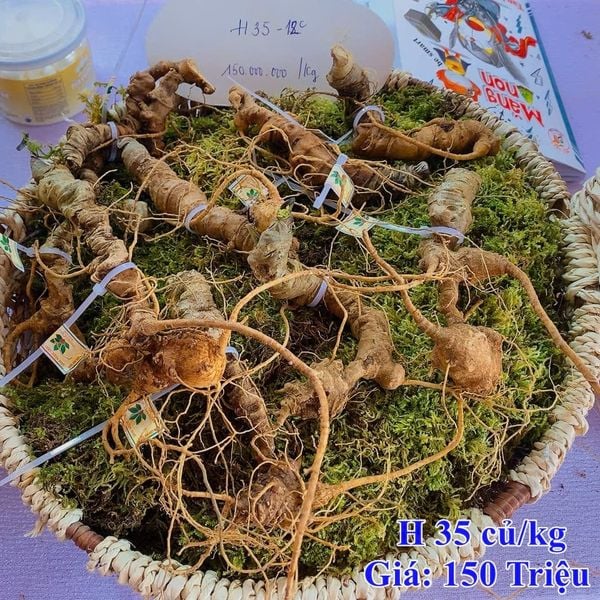  Sâm ngọc linh tươi K5 - H25 - 15G 