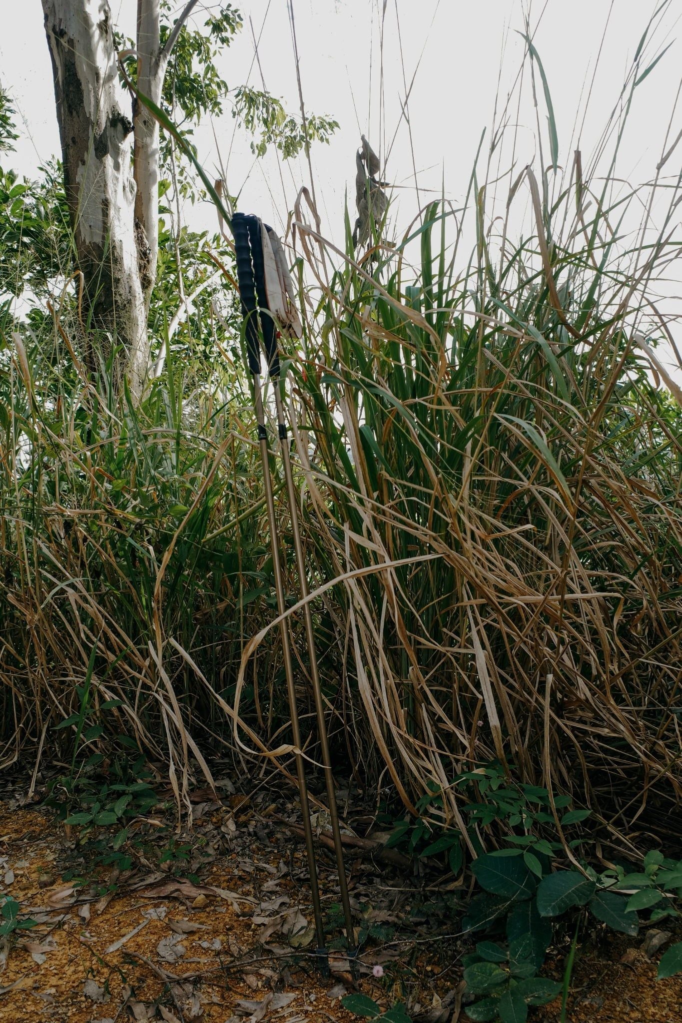  Gậy leo núi chạy trail siêu nhẹ Zenone Z2401 full carbon - Black Gold 