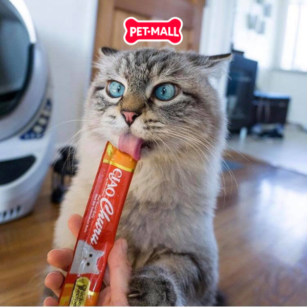 Treats mèo Ciao Churu 56g súp thưởng giàu dinh dưỡng Petmall