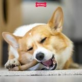 Đồ chơi nhai gặm GiGwi Nylon Wooden Antler Chew Toy - Sừng nai gỗ size S Petmall
