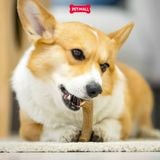 Đồ chơi nhai gặm GiGwi Nylon Wooden Antler Chew Toy - Sừng nai gỗ size S Petmall