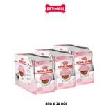 Combo Pate mèo Royal Canin Kitten Gravy 85g - 36 gói Petmall