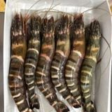  Tôm sú  size khủng 10-12 con/kg - 500g/khay (5-6 con) 