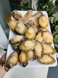  Thịt Bào Ngư - 500gr/túi (22-25c) 
