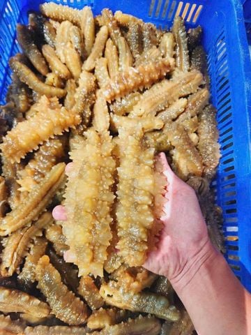  Hải sâm Gai Vàng 6-10c/kg - 500g/túi 