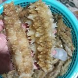  Hải sâm Gai Vàng 6-10c/kg - 500g/túi 