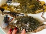 Ghẹ lột  - 500g/túi 