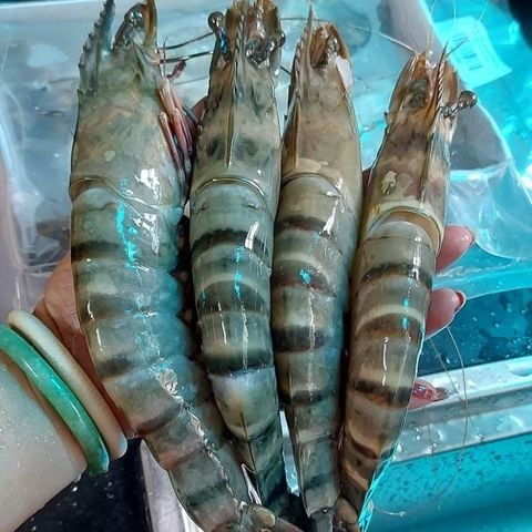  Tôm sú  khổng lồ 8 con/kg - 500g/khay (4 con) 