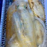  Mực lá câu Big Size Mi Nơ  1kg-up/con -10g 