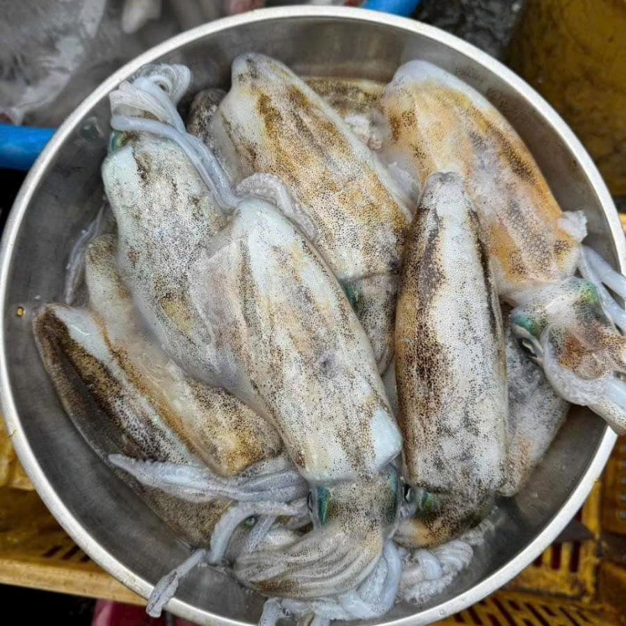  Mực lá câu Phú Quốc sét 2 con/ 950gram-1kg 