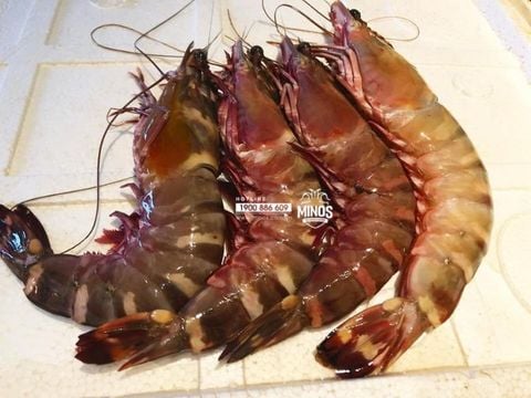  Tôm sú  khổng lồ 8 con/kg - 500g/khay (4 con) 