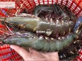  Tôm sú  size khủng 10-12 con/kg - 500g/khay (5-6 con) 