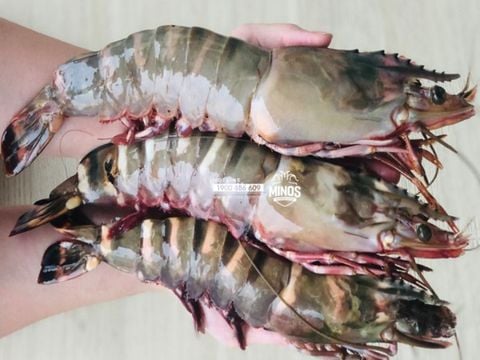  Tôm sú  size khủng 10-12 con/kg - 500g/khay (5-6 con) 