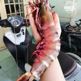  Tôm sú khổng lồ 6 con/kg 