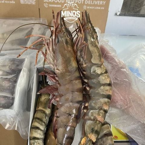  Tôm sú khổng lồ 6 con/kg 
