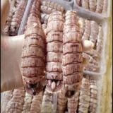  Tôm tít thịt  - 500g/khay (50-60 con) 