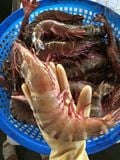  Tôm sú  size khủng 10-12 con/kg - 500g/khay (5-6 con) 
