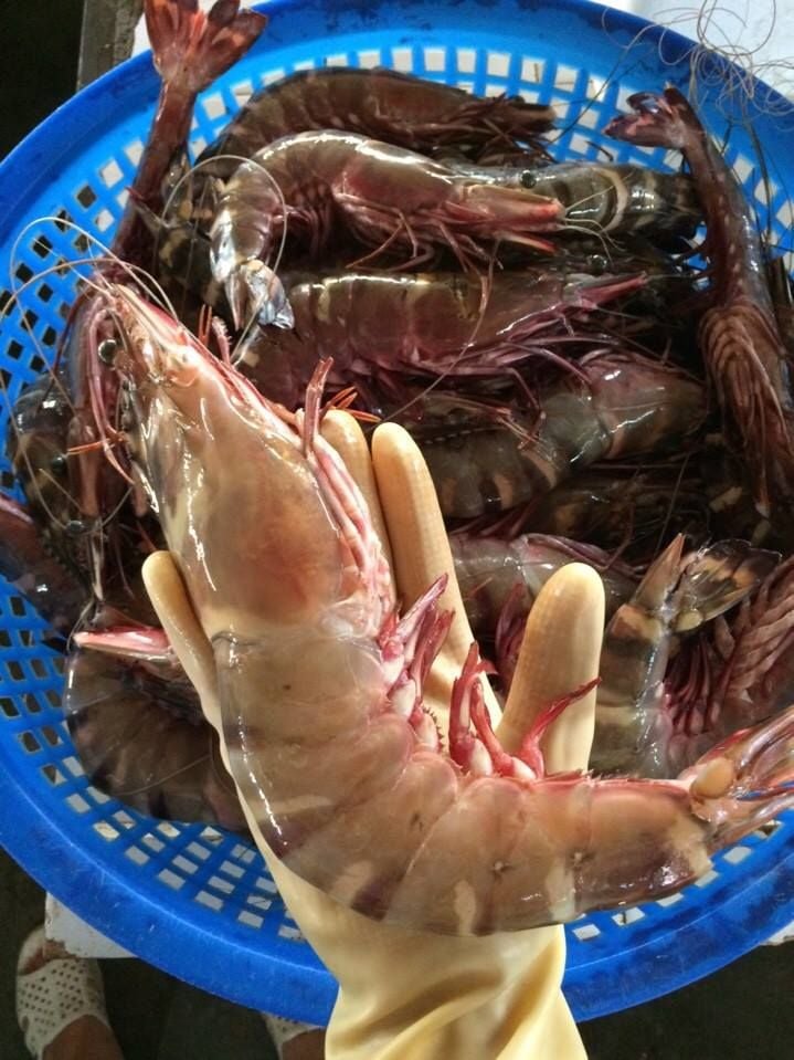  Tôm sú  size khủng 10-12 con/kg - 500g/khay (5-6 con) 